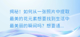 揭秘!如何从一张照片中提取最美的花元素
